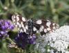 Melanargia galathea